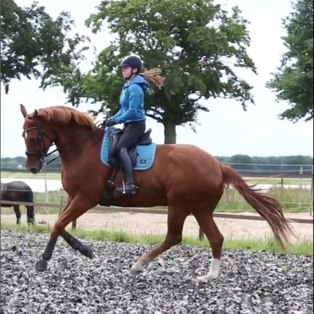 Training Jacket 1.0 - Petrol