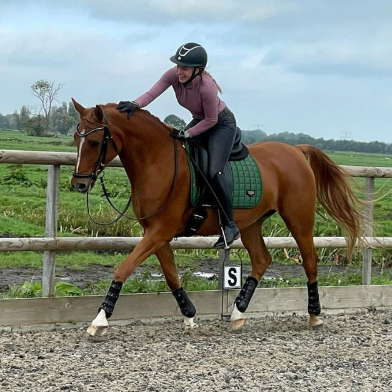 DressagePro Collection