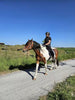 DressagePro Collection