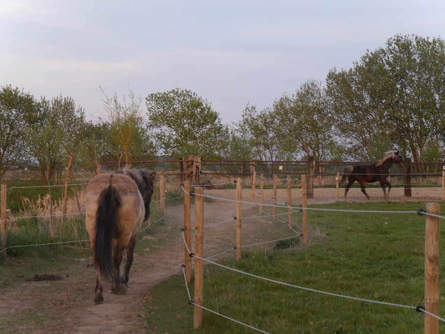 Image Title Alt Image