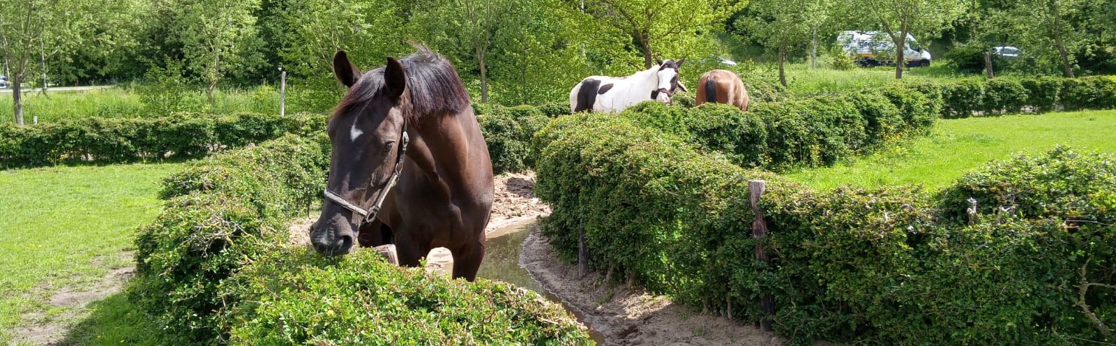 Image Title Alt Image