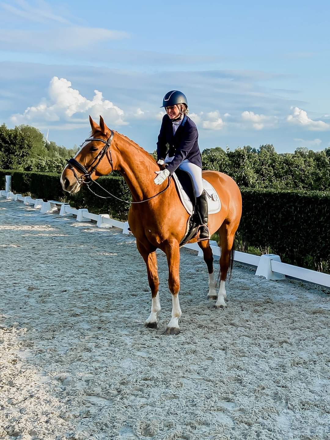 DressagePro Collection