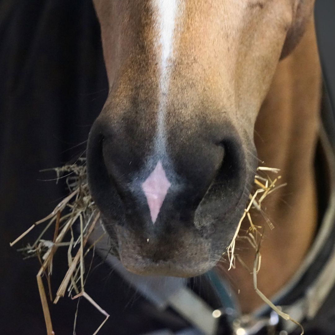 DressagePro Collection