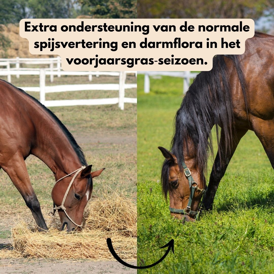 GastriPro | Voor gezonde maag en darmen.