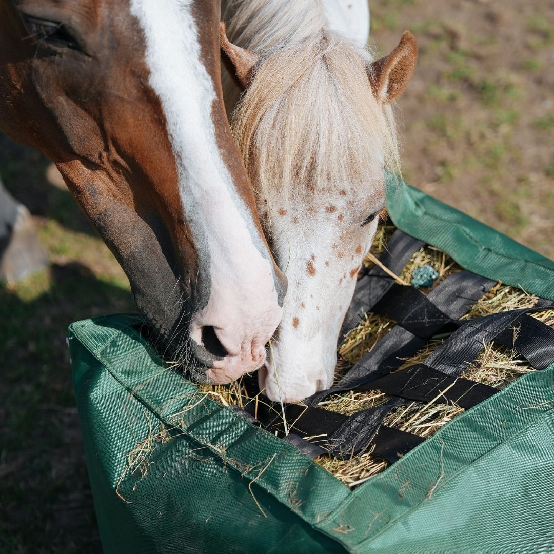 DressagePro Collection