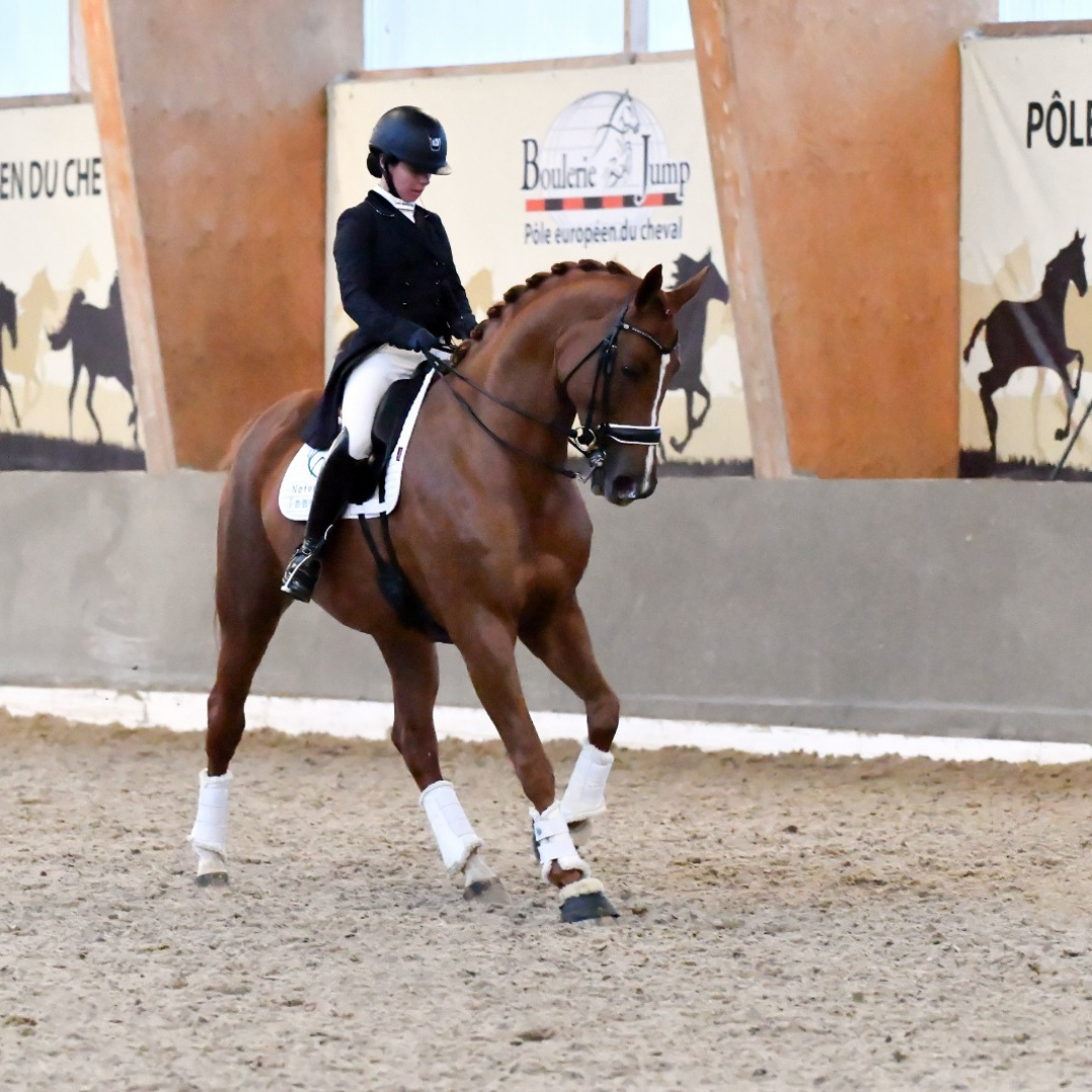 DressagePro Collection