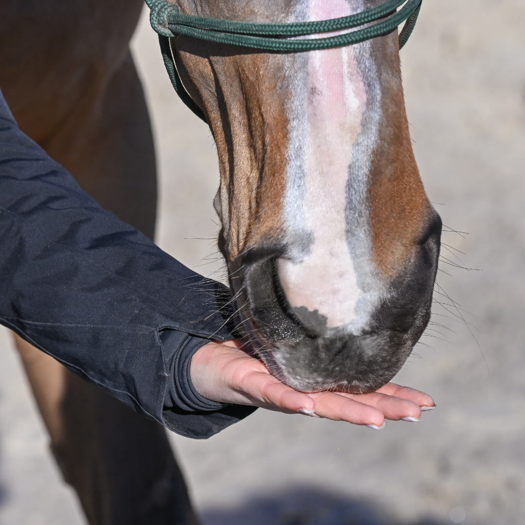 DressagePro Collection