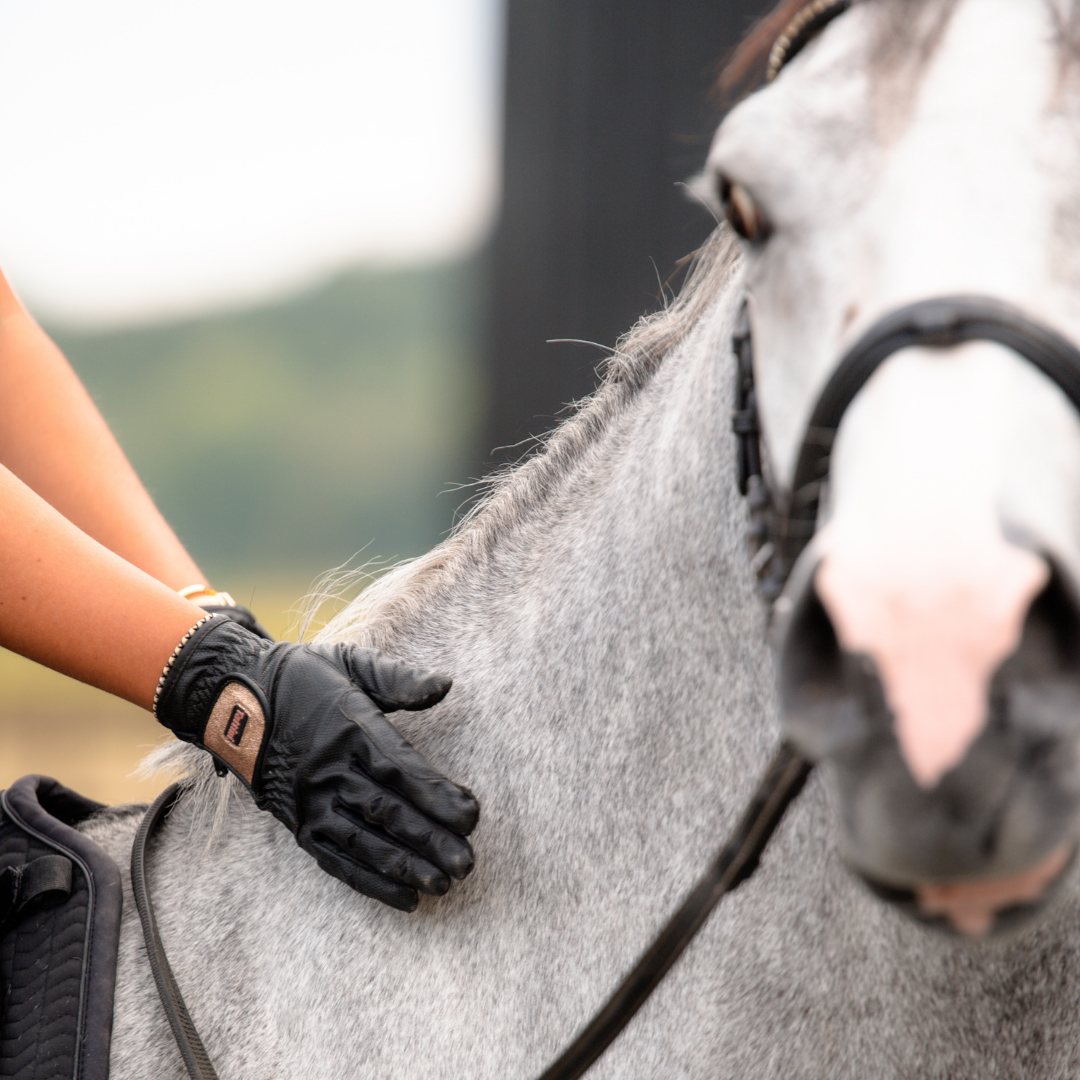 DressagePro Collection