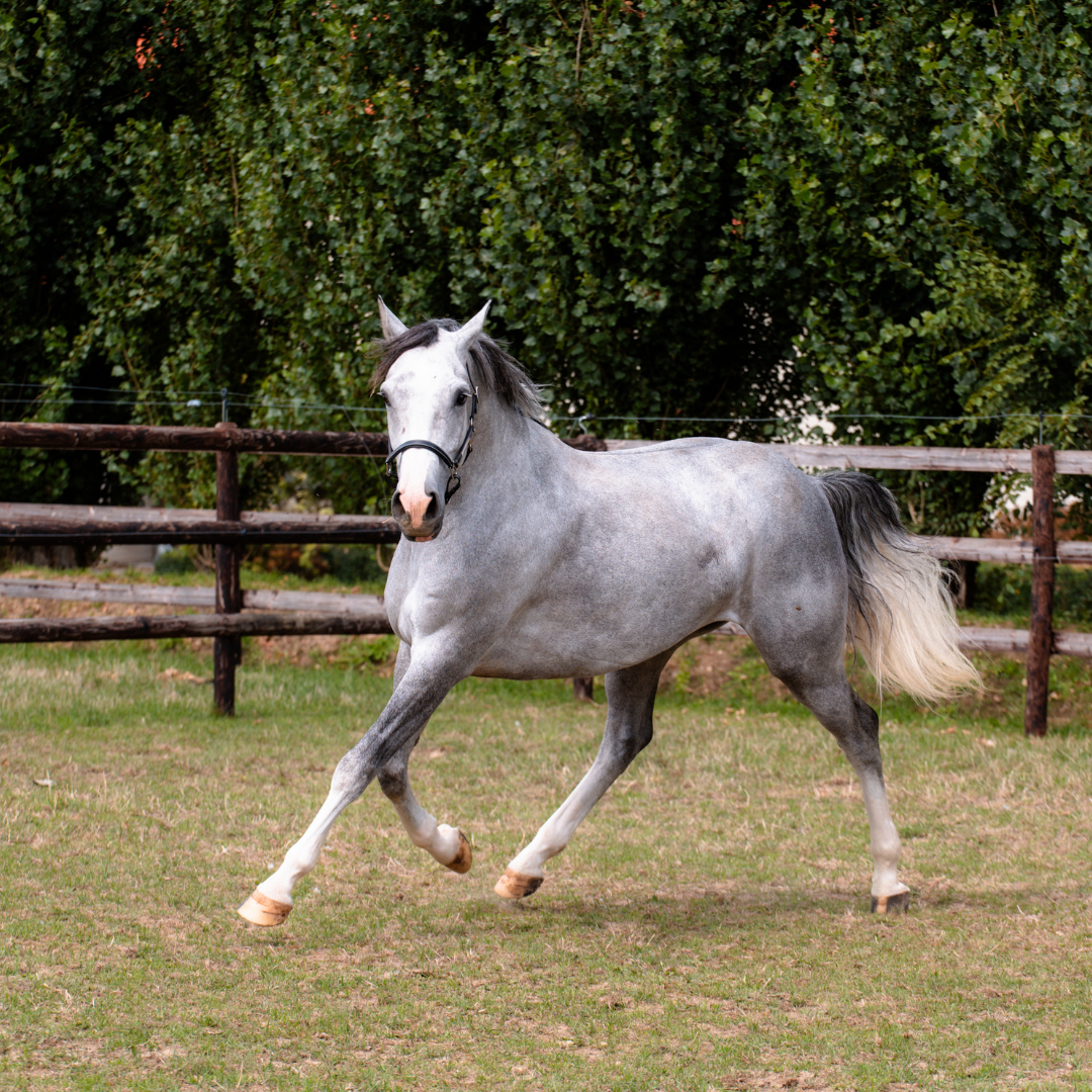 DressagePro Collection