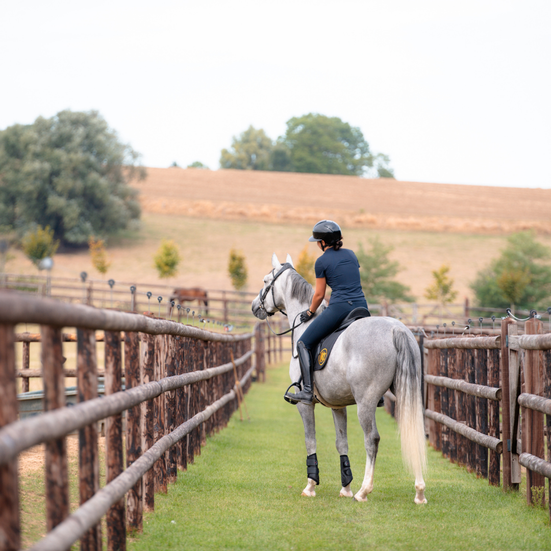 DressagePro Collection