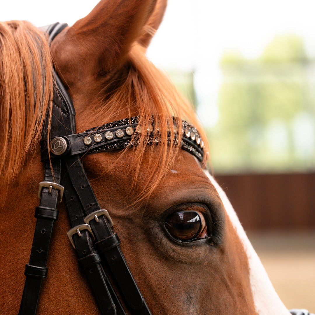 DressagePro Collection