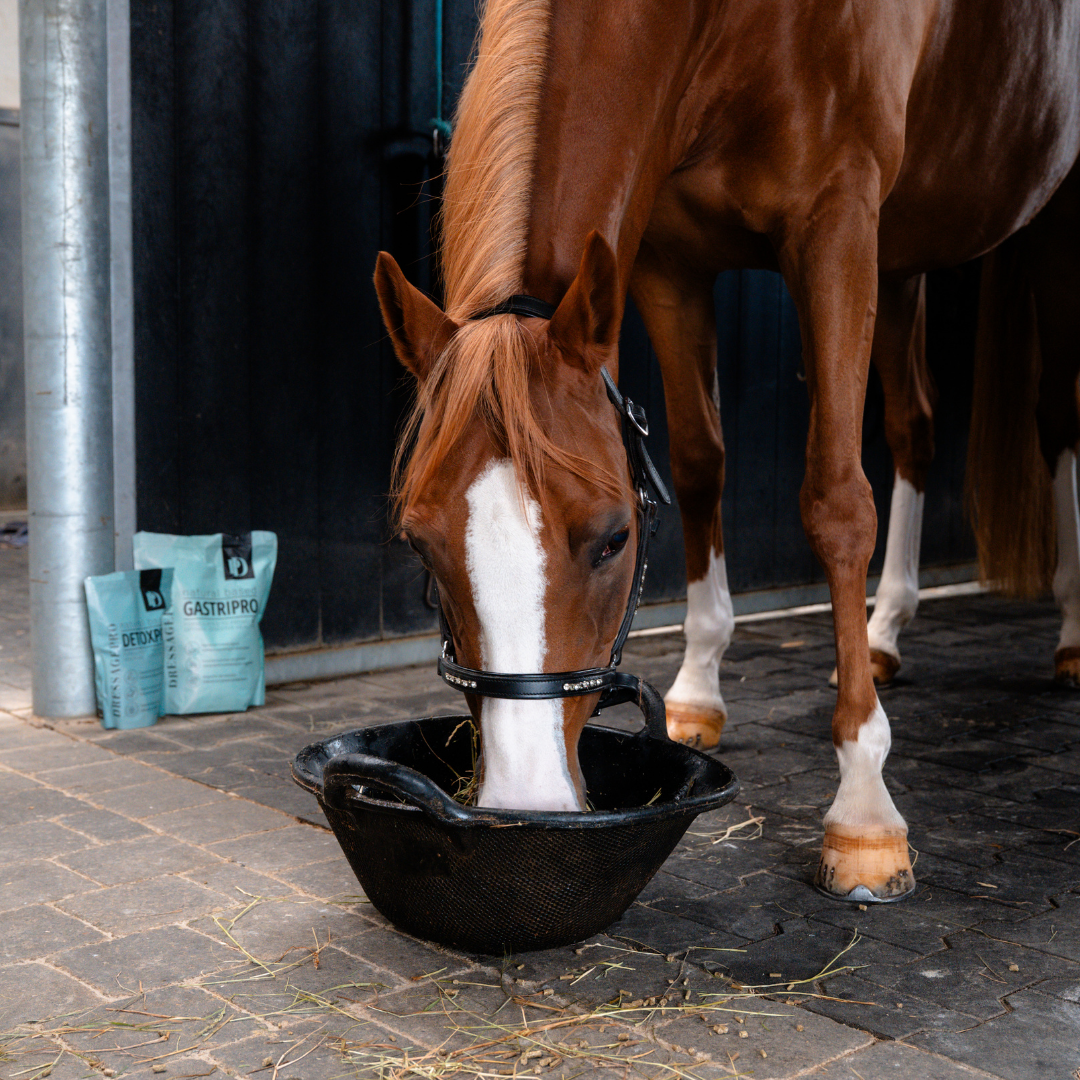 DressagePro Collection