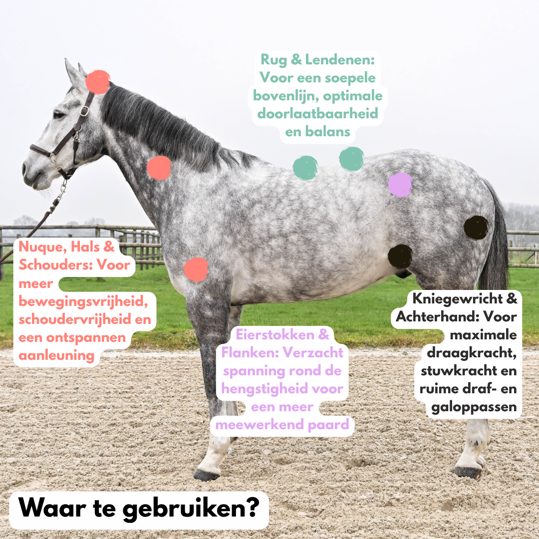 
                  
                    NIEUW!! WarmUPro - De perfecte voorbereiding
                  
                