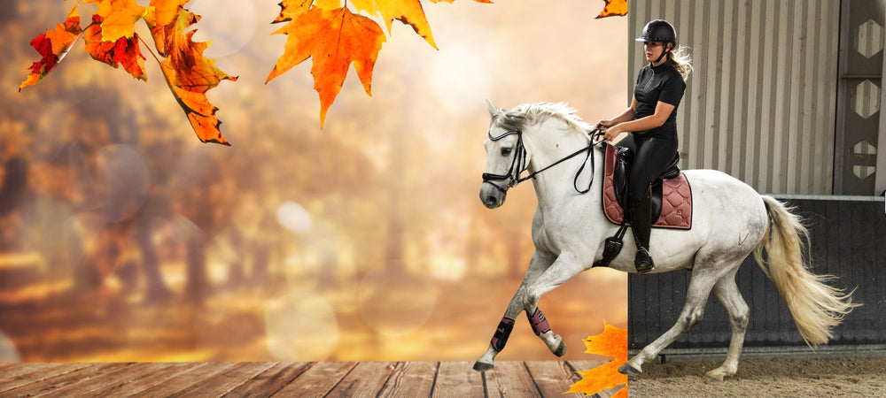 DressagePro Collection